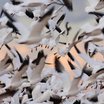 Snow Goose